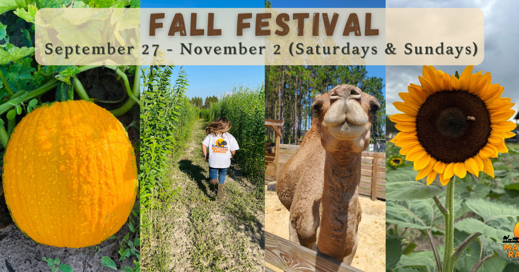 Mayhem Ranch Fall Festival | Add a heading 1920 x 1008 px 2 | Mayhem Ranch