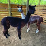 About us | mr fall festival ad alpacaspdf | mayhem ranch