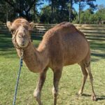About us | smokey | mayhem ranch