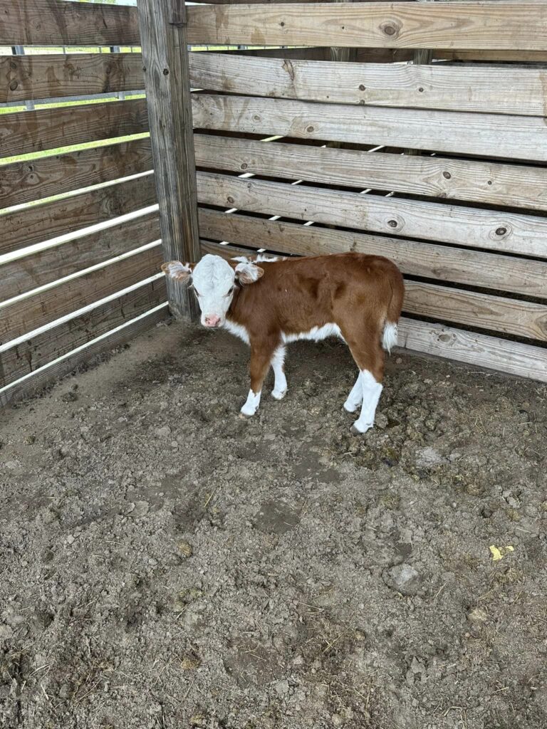 Available Livestock | Mayhem Ranch Available livestock | 354988731 1999607303709691 1174502323256931738 n | mayhem ranch