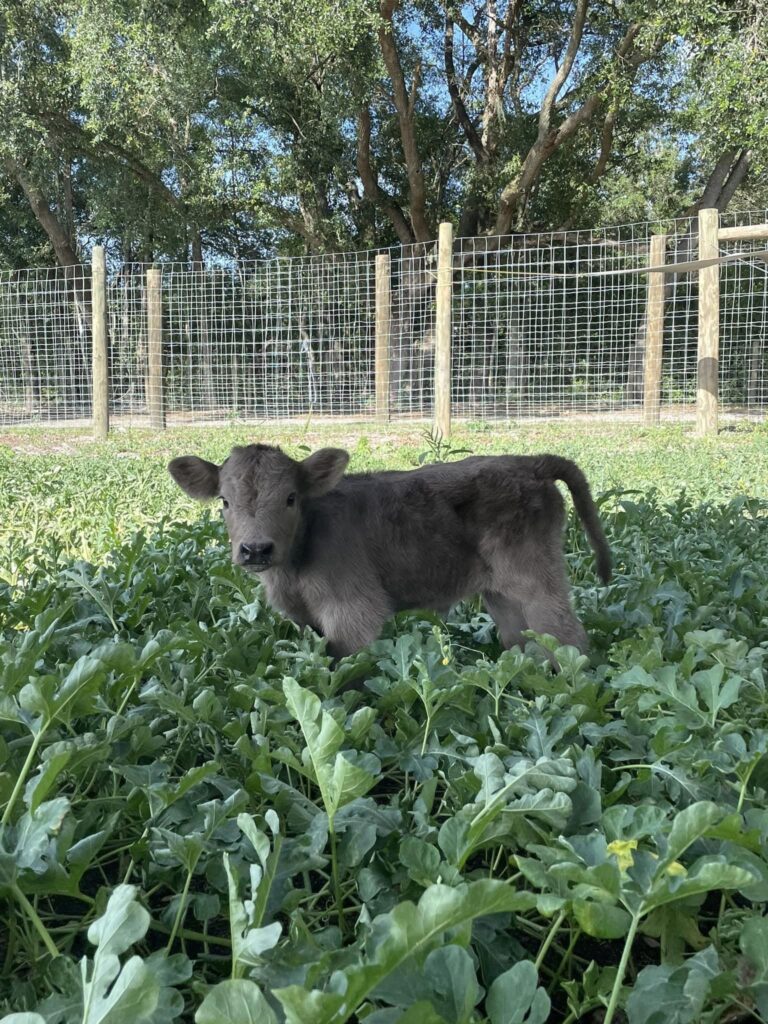Available Livestock | Mayhem Ranch Available livestock | 354998442 1999607217043033 5855013155758576105 n | mayhem ranch