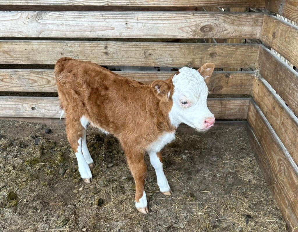 Available Livestock | Mayhem Ranch Available livestock | 355011741 1999607280376360 7640310364257421731 n | mayhem ranch