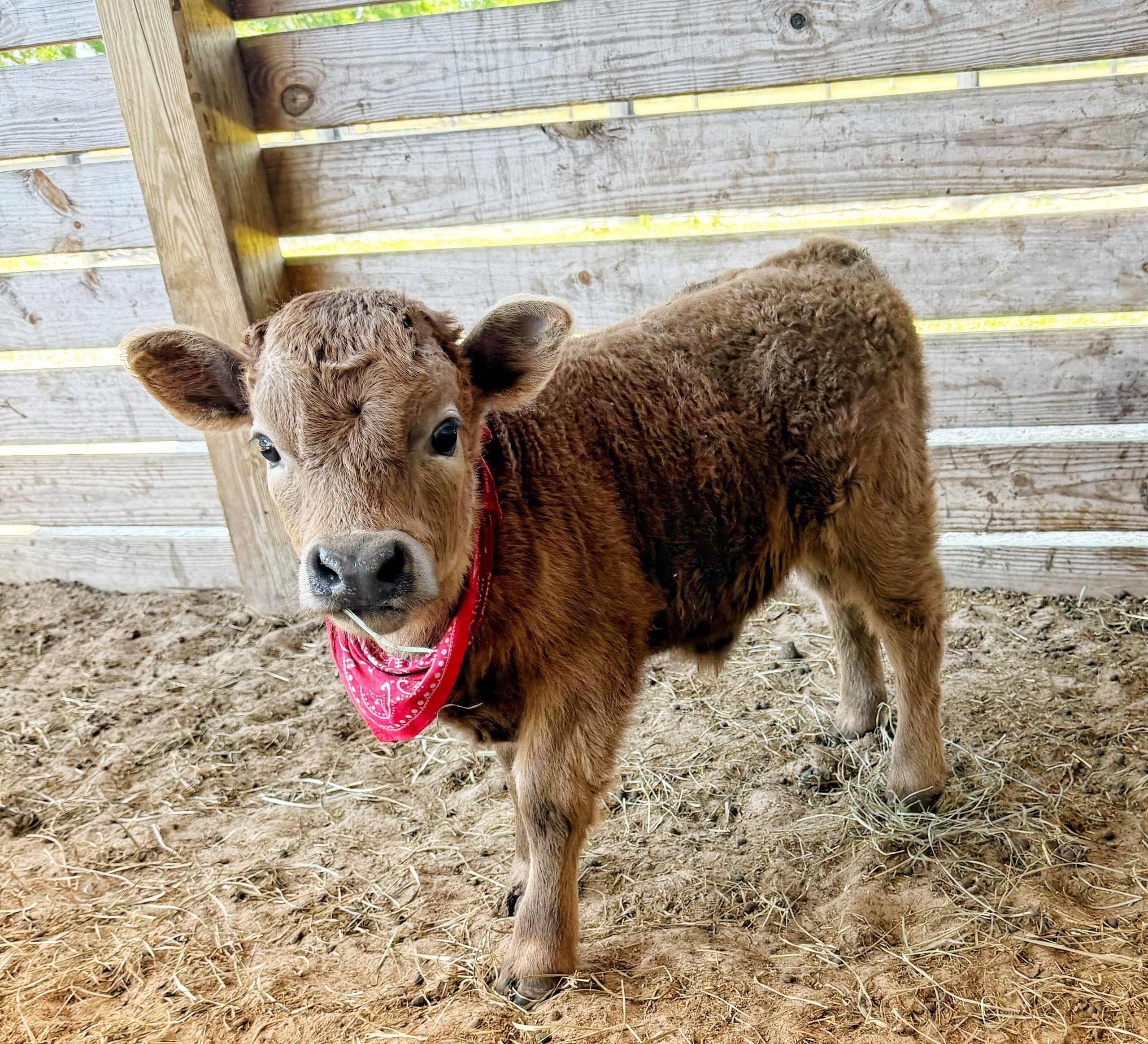 Available animals: | attachment 1 scaled | mayhem ranch
