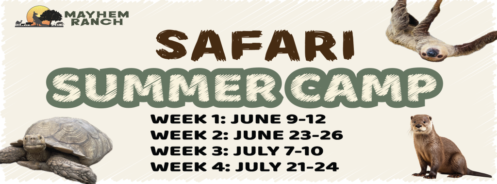 Safari Summer Camp | Mayhem Ranch Safari summer camp | summer camp facebook cover | mayhem ranch