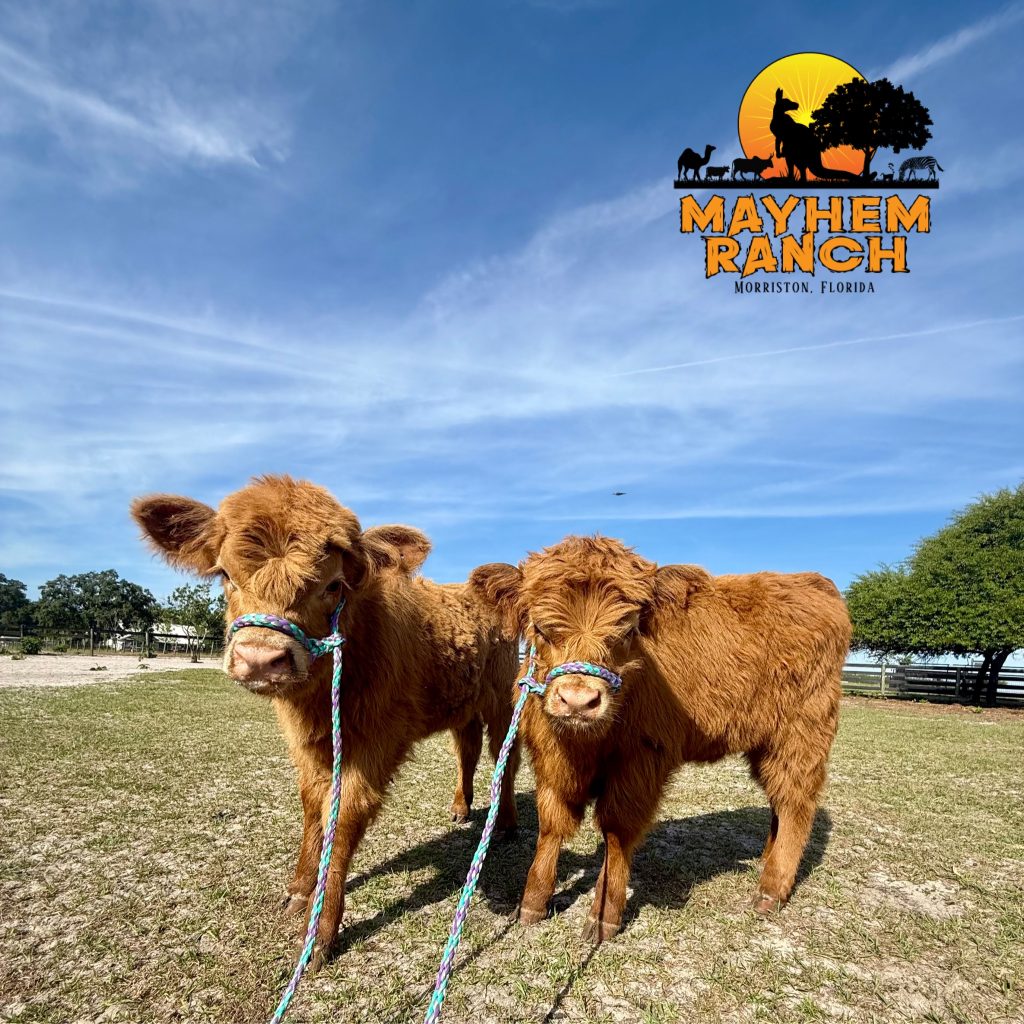 Available Animals: | Mayhem Ranch Available animals: | img 9761 2 | mayhem ranch