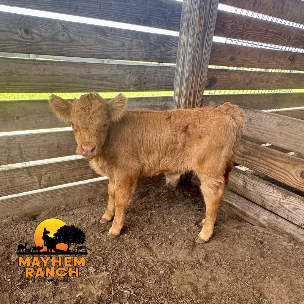 Available animals: | img 1869 | mayhem ranch